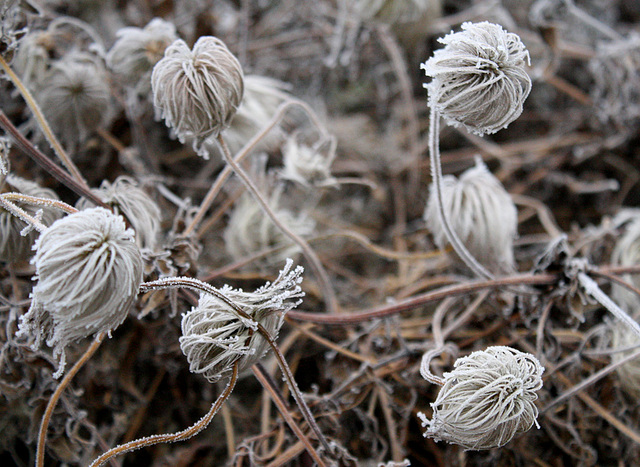 Frosted clematis seedheads