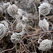 Frosted clematis seedheads
