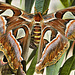 Atlas Moths Mating – Brookside Gardens