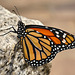 A Monarch on his Pedestal – Brookside Gardens
