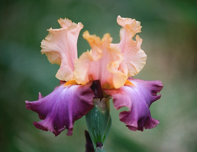Iris Petillant