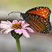 Queen Butterfly – Brookside Gardens