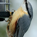 nuthatch eating seed