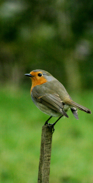 robin on tall post