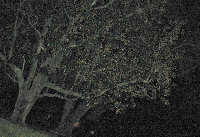 Night trees..