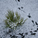 Frozen bird tracks
