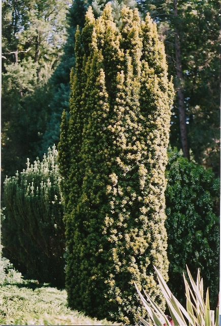 Taxus bacata aurea