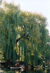 Saule pleureur- Salix babylonica