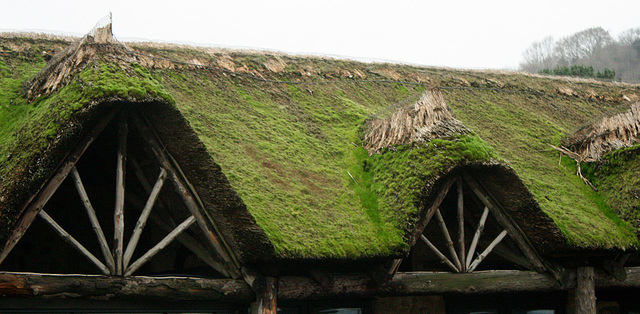 mossy roof