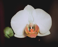 Phalaenopsis Fitji Katja