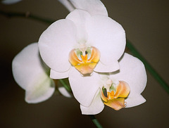 Phalaenopsis Fifi Katja