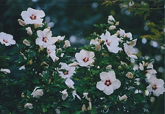 Hibiscus syriacus blanc