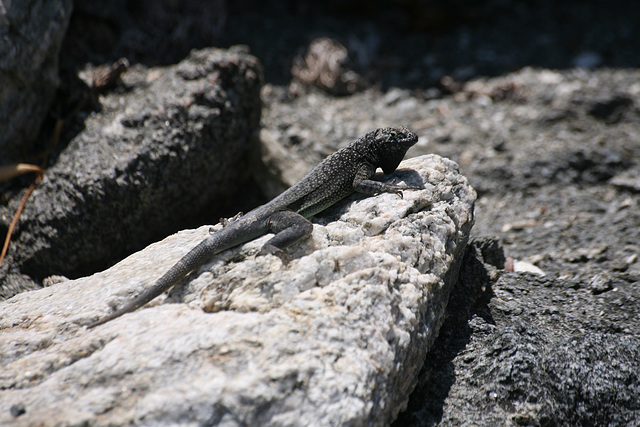 Lizard on coastal rocks near Antafogasta
