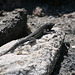 Lizard on coastal rocks near Antafogasta