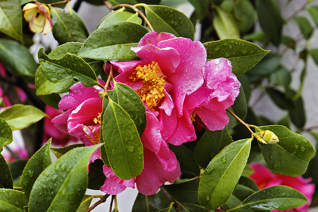 Camellias on a Rainy Day – National Arboretum, Washington D.C.