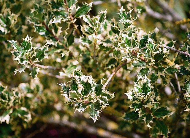 Ilex aquifolium ferox argentea
