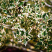 Ilex aquifolium ferox argentea