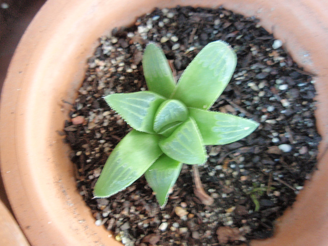 haworthia mirabilis v. mirabilis P9020246