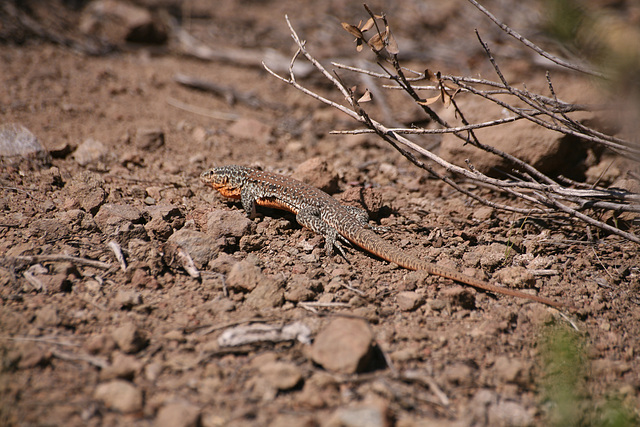 Large male lizard