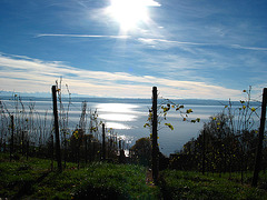Blick auf den Bodensee - Lake of Constance - Lac de Constance