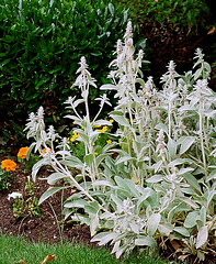 Stachys byzantina