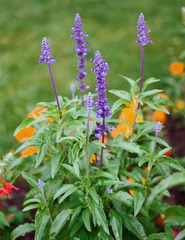 sauge - Salvia farinacea