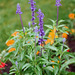 sauge - Salvia farinacea