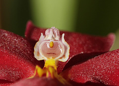 Clownage d'orchidée