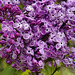 Lilacs – National Arboretum, Washington D.C.