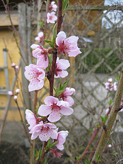Pfirsichblüten