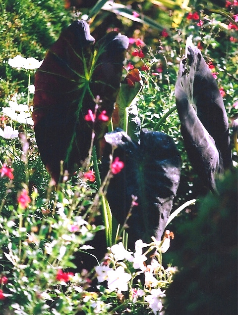 colocasia esculenta "black magic"