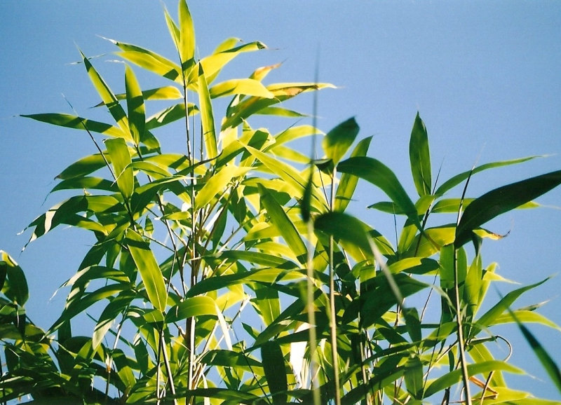 Bambous (2)