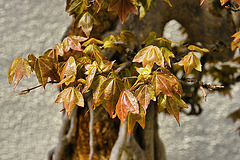 New Leaves, Bonsai Trident Maple – National Arboretum, Washington D.C.
