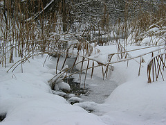 gefroren - Uferbereich am Rössler Weiher