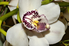 Purple, White and Yellow Orchid – National Arboretum, Washington D.C.