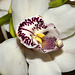 Purple, White and Yellow Orchid – National Arboretum, Washington D.C.