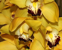 Cymbidium Orchid "Safari Sunset" – National Arboretum, Washington D.C.