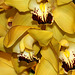 Cymbidium Orchid "Safari Sunset" – National Arboretum, Washington D.C.