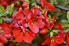 Flowering Quince – National Arboretum, Washington D.C.