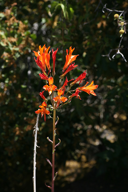 Peruvian Lily (Alstromeria)