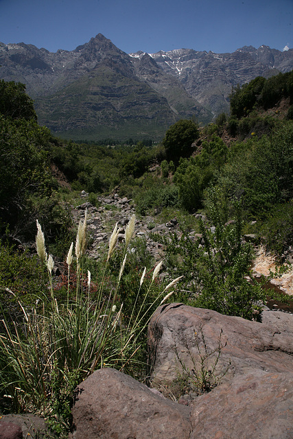 Wild Pampas Grass (Cortaderia)