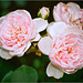 rose ancienne