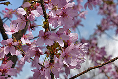 Prunus "Dreamcatcher" #1 – National Arboretum, Washington D.C.