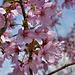 Prunus "Dreamcatcher" #1 – National Arboretum, Washington D.C.