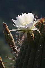 Giant cactus flower