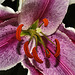Mauve Lily – National Arboretum, Washington D.C.