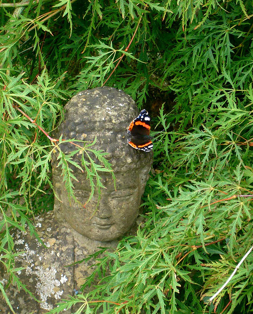 buddha and butterfly