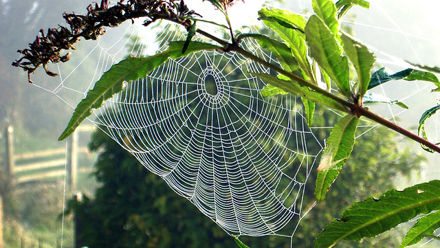 Early morning spiderweb