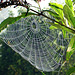 Early morning spiderweb