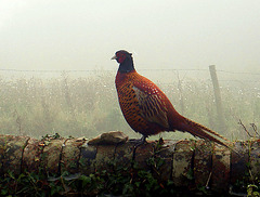 pheasant in the mist